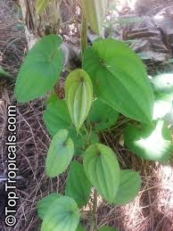 Image result for Dioscorea alata