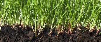 Check spelling or type a new query. Using Soil Amendments In Your Lawn And Garden