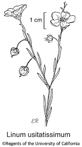 Image result for Linum usitatissimum