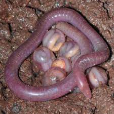 Caecilian meaning in english, caecilian definitions, synonyms of caecilian, definition of but if you learn whole sentences examples with caecilian, instead of word caecilian by themself, you. Newly Discovered Legless Amphibians Are Horrifying Live Science