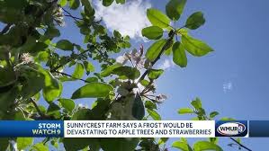 Farmers in NH prepare crops to weather May frost
