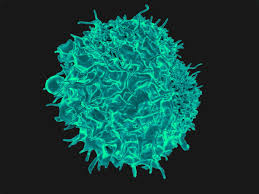 Yankeelov, then a cancer researcher at vanderbilt university , noticed that people's historically weak understanding of the weather bore surprising it becomes much easier to fight when we understand the mechanisms driving it — how a particular type of cancer is likely to grow in a particular person. New T Cell Could Make Universal Cancer Therapy Possible Healthcare In Europe Com