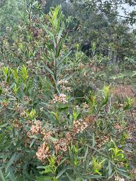 Image result for Maerua salicifolia