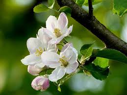 Results from fruit damage evaluations at harvest showed that bagging significantly reduced fruit damage from. Bagging Apples Bag Fruit Pest Management Organic Gardening Home Orchard Japanese Method The Old Farmer S Almanac