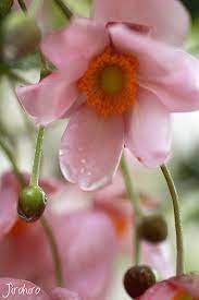 Anemone Japonica Beautiful Flowers Amazing Flowers Blooming Flowers