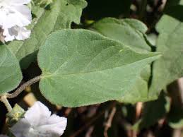 Image result for Jacquemontia paniculata