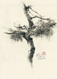 Graphite & watercolour graphite on paper. 20190419 Pine Tree Suwon Korea Ch Ng Kiah Kiean
