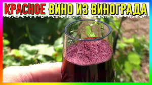как сделать вино из винограда молдова в домашних условиях видео Krasnoe Polusladkoe Vino Iz Tyomnyh Sortov Vinograda Youtube