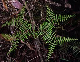 Image result for Gleicheniaceae