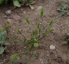 Image result for Anthephora cristata