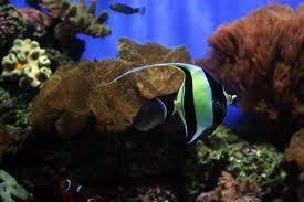 Peces, un tipo de vertebrado