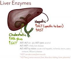 Liver Enzymes Hepatic Vs Cholestatic Patterns High Liver Enzymes Nurse Elevated Liver Enzymes