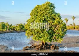 Image result for Ceriops