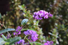 Image result for Hardenbergia