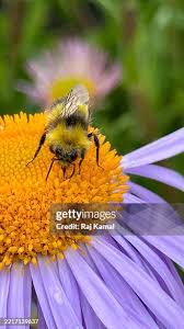 Image result for Bombus alpinus