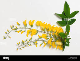 Image result for Laburnum