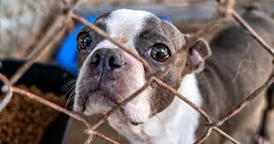 Check spelling or type a new query. Aspca Assists In Rescuing More Than 75 Animals From Florida Cruelty Case Aspca