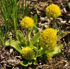 Image result for Polygala nematophylla