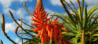 Image result for Aloe arborescens × inyangensis