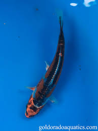 Last up date 19 mar 2021. Koi Black Dragon Novocom Top