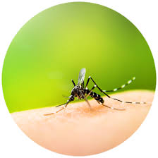 Our termite treatments include liquid treatments and baiting. Bayou Mosquito Pest Management Llc Alexandria Monroe La Pest Rodent Termite Control