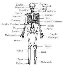 Bones In Human Body Human Body Systems Human Bones Human Body Anatomy