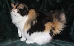 Tortie Ragdoll Cats | Seal Tortie Point Cat | Ragdoll ...