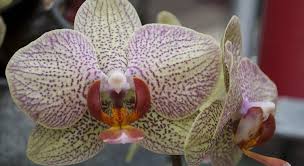 L'orchidea si presenta come un fiore dal profumo dolcemente seducente, dal fascino misterioso dettato da una rara bellezza, davvero unico per eleganza e senso di regalità, simbolo di armonia perfetta per la sua simmetria con lo stelo e le foglie. Le Proprieta Benefiche Dell Orchidea E Cenni Storici Vigilasalute