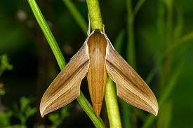 Check spelling or type a new query. Tersa Sphinx Moth Identification Life Cycle Facts Pictures