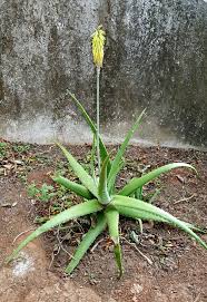 If you have just begun caring for your plant, it is simply not ready. Aloe Vera Blooming Retired In Costa Rica
