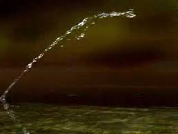 Image result for Archer Fish