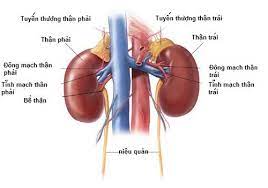 We did not find results for: Kham Pha Chá»©c NÄƒng Cá»§a Tháº­n Há»‡ Thá»'ng Tiáº¿t Niá»‡u