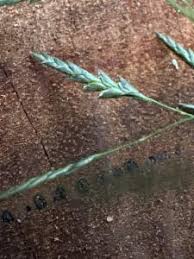 Image result for Eragrostis tenuifolia