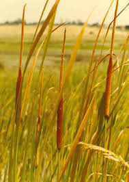 Image result for Typha latifolia