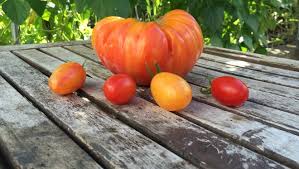 Maybe you would like to learn more about one of these? 3 Tomato Varieties On One Plant