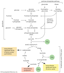 Carbohydrate Definition Classification Examples Britannica