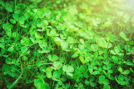 You can control fertilizer with proper fertilization, mowing high, applying corn gluten meal or a vinegar solution. Removing Clover From Your Lawn Thriftyfun