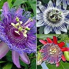 Passion Flowers Sun Plants Full Sun Plants Flowering Vines
