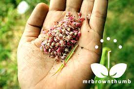 How To Save Cockscomb Seeds Mrbrownthumb Fall Garden Vegetables Rose Seeds Planting Bulbs