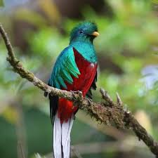 Birds That Start With The Letter Q 12 Fabulous Animals That Start With The Letter Q With Images Most Beautiful Birds Birds Bird Wallpaper