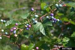 Image result
