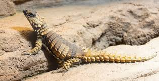 See more ideas about lizard, armadillo lizard, armadillo. Armadillo Lizard What To Know About This Tiny Pet Dragon Everything Reptiles