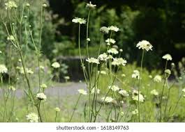 Image result for Cephalaria