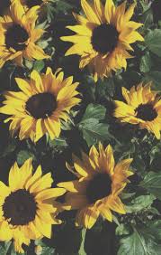 Sunflower Sunflowers Background Sunflower Wallpaper Sunflower Iphone Wallpaper See more ideas about sunflowers background, sunflower wallpaper, aesthetic wallpapers. sunflower wallpaper sunflower