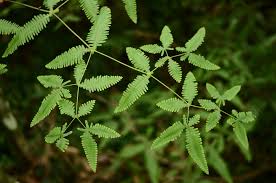 Image result for Dicranopteris elegantula