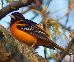 Is the capital of the united states of america, officially named district of columbia, often called simply d.c. Maryland State Bird Baltimore Oriole