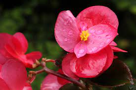 It is possible to gr ow edible plants during the cool weather months. 15 Plants That Bloom Indoors In Winter Homestead Brooklyn