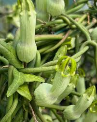 Image result for Ceropegia cyperifolia