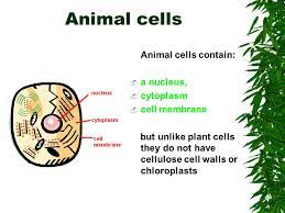 These include prokaryotic cells and red blood cells that are mature. Food Production Action In Plants Plant Cells Plant Cells Contain A Jelly Like Cytoplasm They All Have A Nucleus They Usually Have A Sap Filled Ppt Download