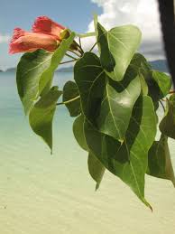 Image result for Thespesia